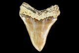 Serrated, Fossil Megalodon Tooth - Indonesia #149848-1